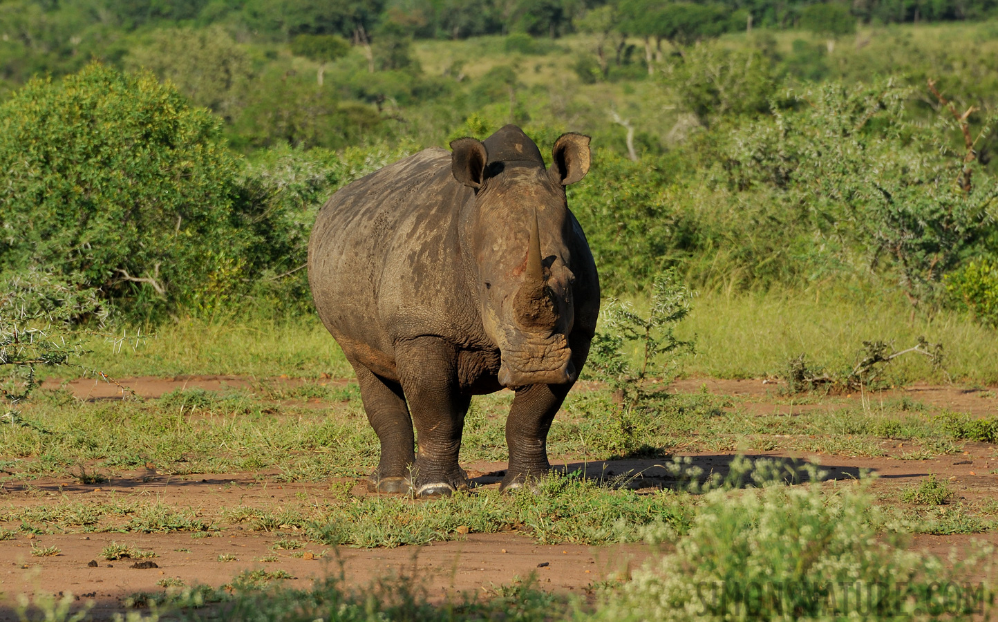 Ceratotherium simum simum [300 mm, 1/1000 Sek. bei f / 10, ISO 1000]